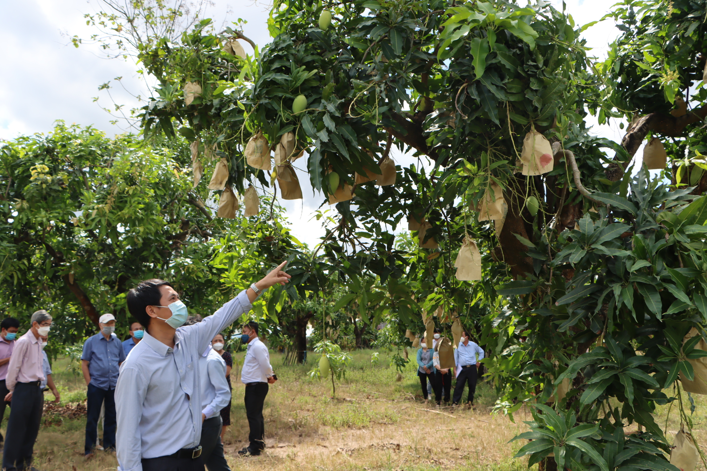 Tổng kết dự án ghép chuyển đổi cây xoài tại huyện Xuân Lộc
